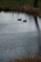 Ducks swimming peacefully in calm waters surrounded by nature near a wooded area during the late afternoon