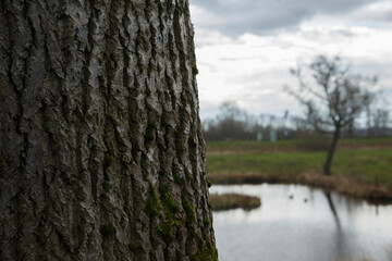 Close-up of textured tree bark beside a tranquil pond in a natural landscape during overcast weather