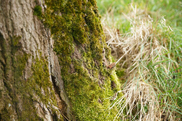 Close-up view of a moss-covered tree trunk in a grassy environment during daylight hours