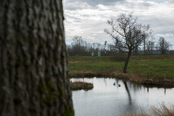Ducks swimming in a serene pond surrounded by trees and open fields in a tranquil rural setting...