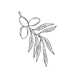Almond nuts on branch with leaves. Isolated Botanical hand-drawn illustration on white. Prunus dulcis. Prunus amygdalus.