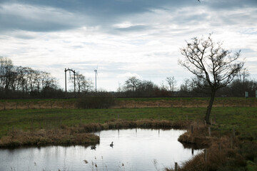 Ducks swim peacefully in a calm pond surrounded by lush greenery and overcast skies