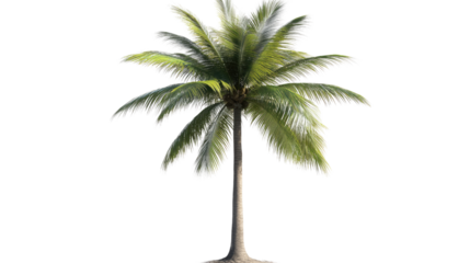 Tropical Paradise: A single coconut palm tree stands tall and proud, its lush green fronds reaching towards the sky, a symbol of serenity and escape. 