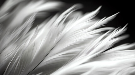 A close-up of delicate white feathers showcasing intricate textures and soft details on a contrasting dark background.