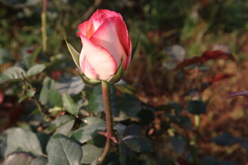 pink colored rose plant on farm