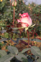 Fototapeta premium pink colored rose plant on farm