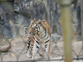 Zoo de Séoul, tigres, Corée du Sud, animaux, faune, parc zoologique, préservation, conservation, biodiversité, mammifères, félins, grands félins, nature, environnement, habitat, enclos, captivité, édu