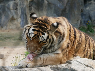 Zoo de Séoul, tigres, Corée du Sud, animaux, faune, parc zoologique, préservation, conservation, biodiversité, mammifères, félins, grands félins, nature, environnement, habitat, enclos, captivité, édu