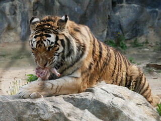 Zoo de Séoul, tigres, Corée du Sud, animaux, faune, parc zoologique, préservation, conservation, biodiversité, mammifères, félins, grands félins, nature, environnement, habitat, enclos, captivité, édu