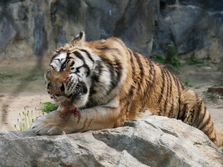 Zoo de Séoul, tigres, Corée du Sud, animaux, faune, parc zoologique, préservation, conservation, biodiversité, mammifères, félins, grands félins, nature, environnement, habitat, enclos, captivité, édu