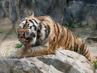 Zoo de Séoul, tigres, Corée du Sud, animaux, faune, parc zoologique, préservation, conservation, biodiversité, mammifères, félins, grands félins, nature, environnement, habitat, enclos, captivité, édu
