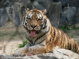 Zoo de Séoul, tigres, Corée du Sud, animaux, faune, parc zoologique, préservation, conservation, biodiversité, mammifères, félins, grands félins, nature, environnement, habitat, enclos, captivité, édu