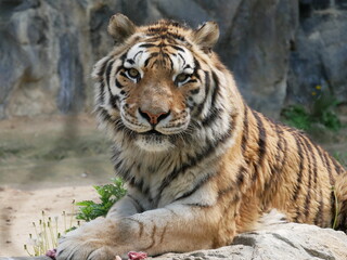 Fototapeta premium Zoo de Séoul, tigres, Corée du Sud, animaux, faune, parc zoologique, préservation, conservation, biodiversité, mammifères, félins, grands félins, nature, environnement, habitat, enclos, captivité, édu