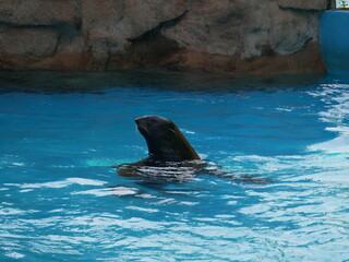 Obraz premium Zoo de Séoul, tigres, Corée du Sud, animaux, faune, parc zoologique, préservation, conservation, biodiversité, mammifères, félins, grands félins, nature, environnement, habitat, enclos, captivité, édu