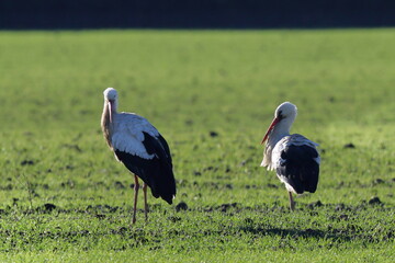 cicogne nel campo di grano