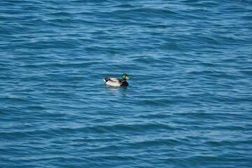 Mallard duck swimming in the sea, Batumi