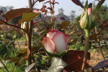 pink colored rose plant on farm
