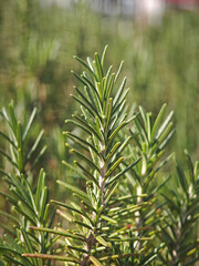 fresh rosemary herb in garden