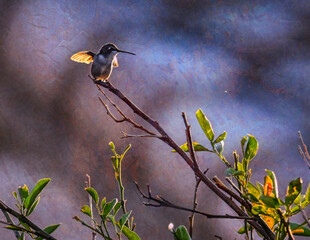 Hummingbird on Branch at Sunset