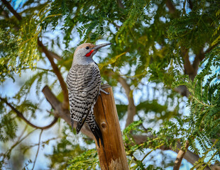Flicker Posing on a Tree