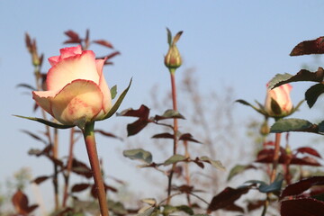 pink colored rose plant on farm