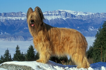 Briard