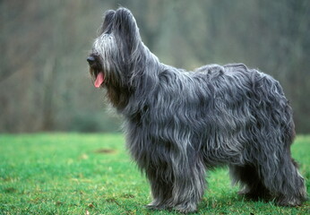 Briard