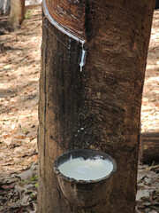 Fototapeta premium Tapping rubber in the field