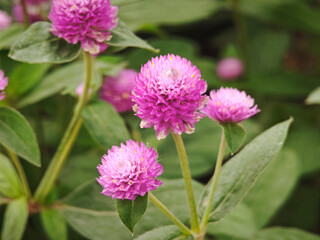 pink bachelor button flower on garden