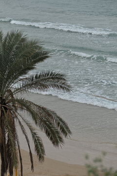 Palm tree on the beach of the Mediterranean Sea. Israel.