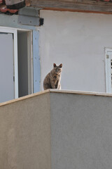 Cat sitting on the edge of a wall. Cat sitting on the wall and looking at the camera, Netanya.