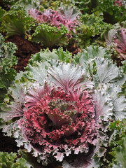 color cabbage in the garden