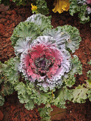 color cabbage in the garden
