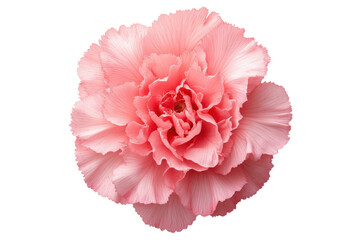 Beautiful pink carnation flower blooming in natural light, showcasing delicate petals and soft colors
