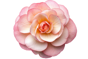 Beautiful pink begonia flower showcasing layers and delicate petals in a stunning floral arrangement