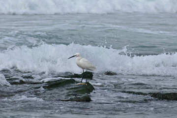 Little egret, Egretta garzetta, single bird on rock, Israel