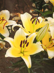 Obraz premium yellow lilly blossom in garden