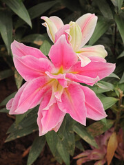 pink lilly blossom in garden