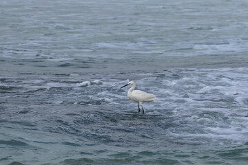 Little egret, Egretta garzetta, single bird on rock, Israel