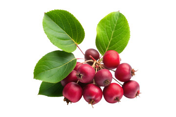 Serviceberry fruit isolated on transparent background. png