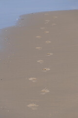 Footprints in the sand on the beach, closeup of photo