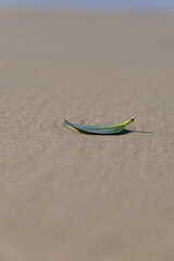 Leaf on the beach, shallow depth of field, selective focus. A small green leaf on a sandy beach.