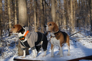 Two beagle dogs standing in the forest, looking up, trees on the background