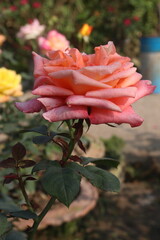 pink colored rose plant on farm