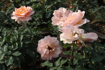 pink colored rose plant on farm