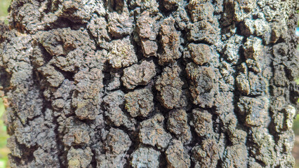 Rough surface of pine tree bark