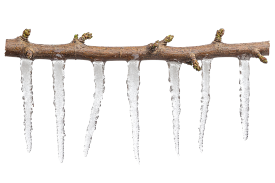 Icicles hanging from a branch create a winter wonderland in a serene outdoor setting