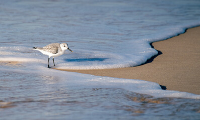 Pequena ave na espuma das ondas
