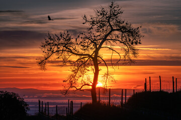 Árvore isolada ao nascer do sol