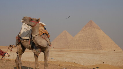 pyramide, &Eacute;gypte, Gizeh, Sphinx, pharaon, antiquit&eacute;, arch&eacute;ologie, monument, histoire, d&eacute;sert, architecture, ancienne, tombeau, civilisation, hi&eacute;roglyphe, momie, n&eacute;cropole, Kheops, Khephren, Myk&eacute;rinos,